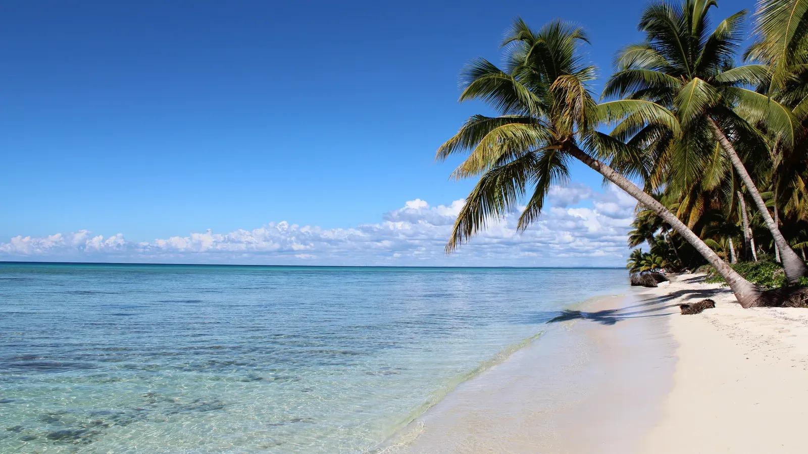 Coconut palms leaning over a white sand beach and clear shallow water on Saona Island, Dominican Republic